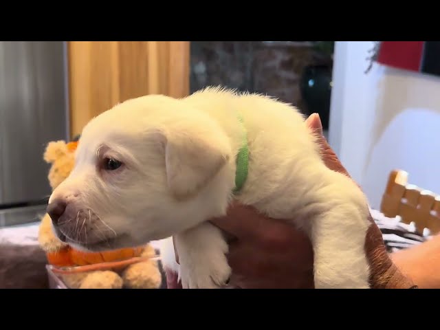A Birthday "Banana Milkshake" for Lab Puppy, LEAF! #cutepuppy #labrador #puppy