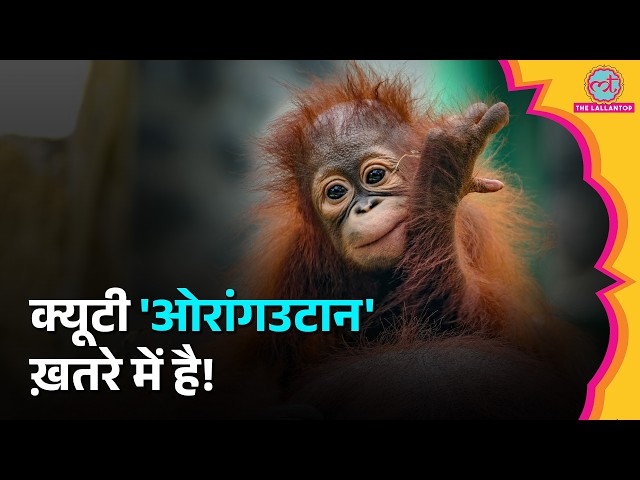 भारत में Orangutan का मिलना बहुत बड़े ख़तरे का इशारा International Black Market में लाखों का Trade