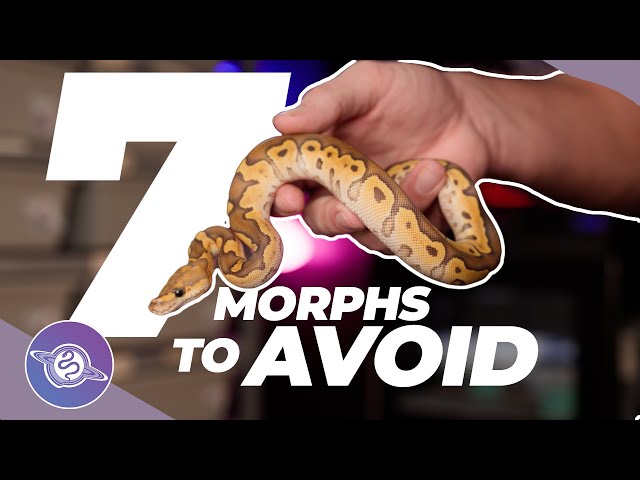 7 Ball Python Morphs to AVOID in 2026 | #ballpython #snake #reptiles