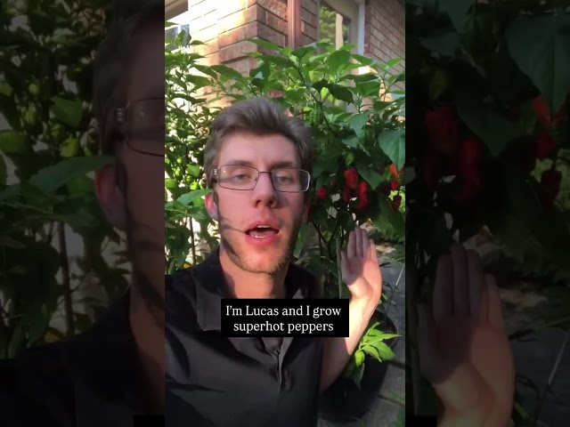 I Grow Superhot Peppers, Do You?