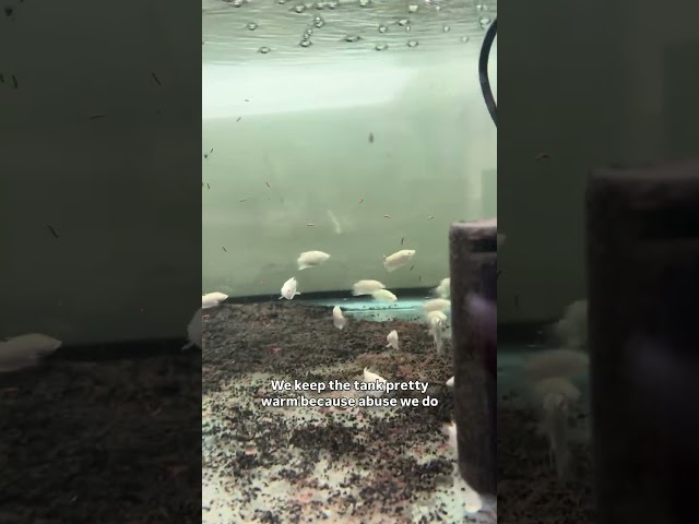 This Fish Can Grow HUGE! 😳