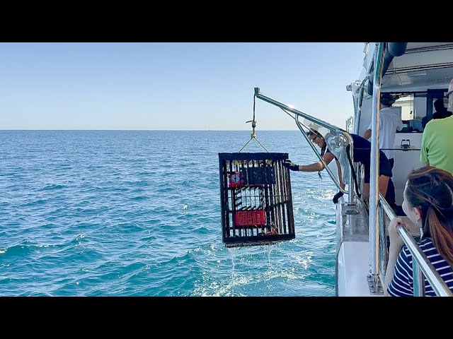 2 Days Solo Trip in Mandurah 🇦🇺 | Lobster Fishing Cruise 🎣 FOOD TRIP