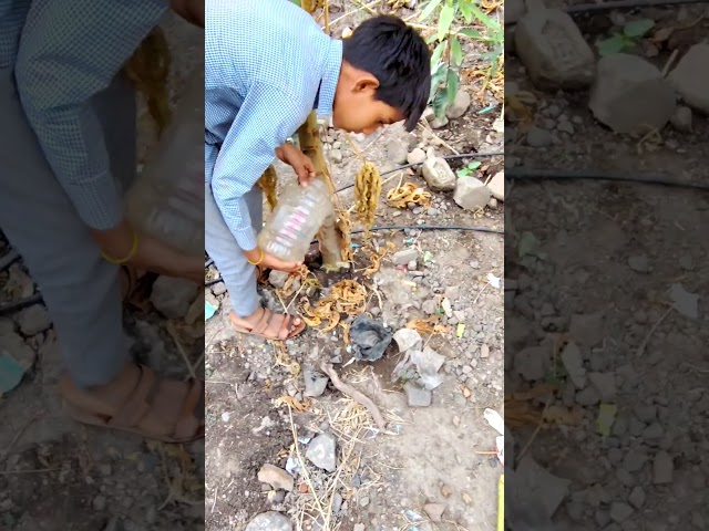 Home plantation #viralvideo #todayshorts #treeplanting #homedecor