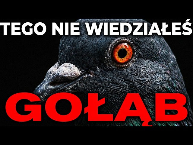 The Pigeon: A Creature Older Than Civilization