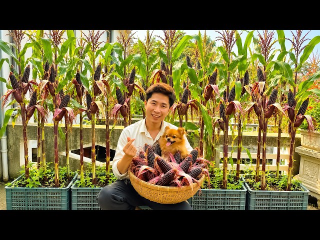 Growing Queen of the Night Corn in Containers | Lots of Beautiful Black Corn