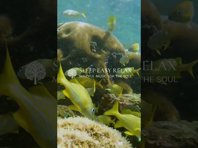 Harmony Unleashed: Relaxing Music Mix 🌟🎹 #HarmonyUnleashed #RelaxingMix #shorts