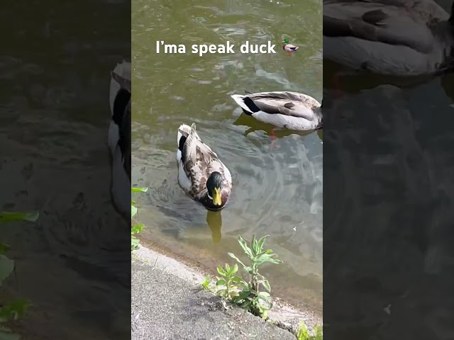 I’ma speak duck 🦆