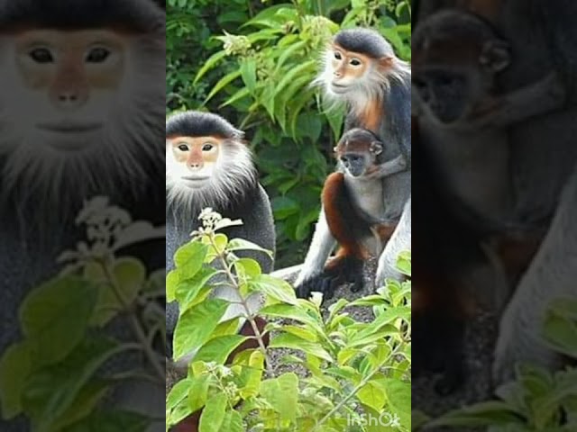 Red Shanked Douc #monkey #monkeyworld