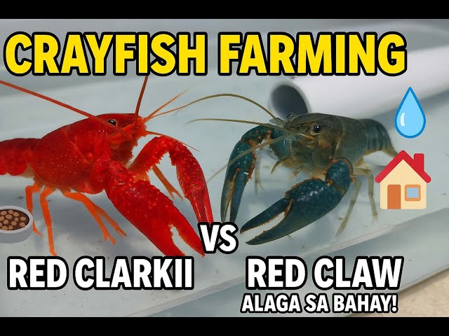 Paano Mag-Alaga ng Red Clarkii at Australian Red Claw Crayfish | Madaling Paraan sa Crayfish Farming
