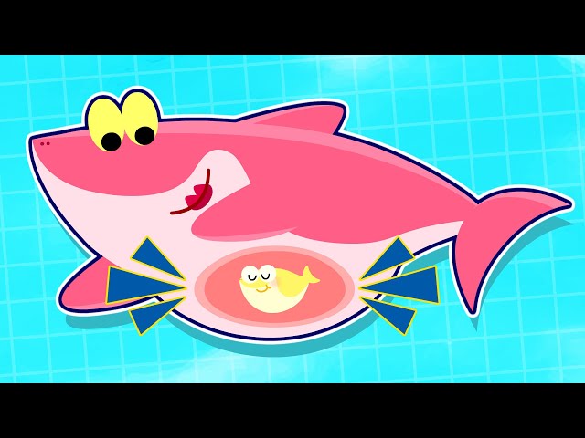 Wiggle Wiggle Baby Shark | Sea Animal Family Song | Nursery Rhymes & Kids Songs