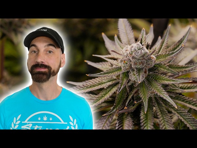 Growing Plants Synganically — The Final Weeks