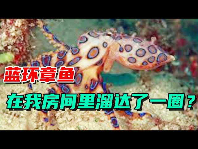 This blue-ringed octopus ran away and came back on its own! It scared me to death.