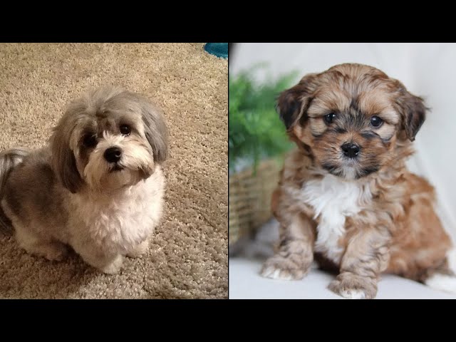 Cute And Funny Shih Poo Puppies