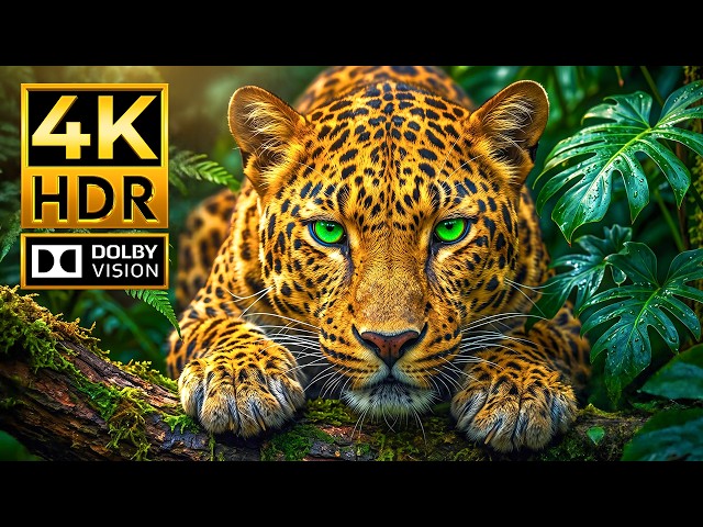 Wild World of Animals 4K HDR 120fps Dolby Vision | Ultra Vivid Colors OLED Showcase for 4K & 8K TV