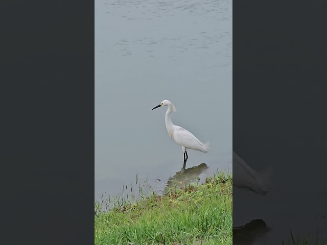 Beautiful Snowy Egret