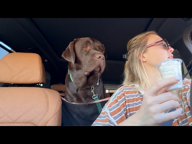 COFFEE AND PUP CUP DATE WITH MY LABRADOR RETRIEVER!