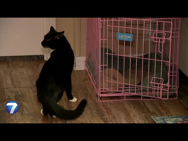 Pet owners warn opioid pain reliever makes cats act like zombies | WHIO-TV