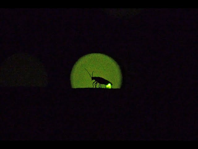 2016.06.10 ホタルの光 Flashing of Firefly