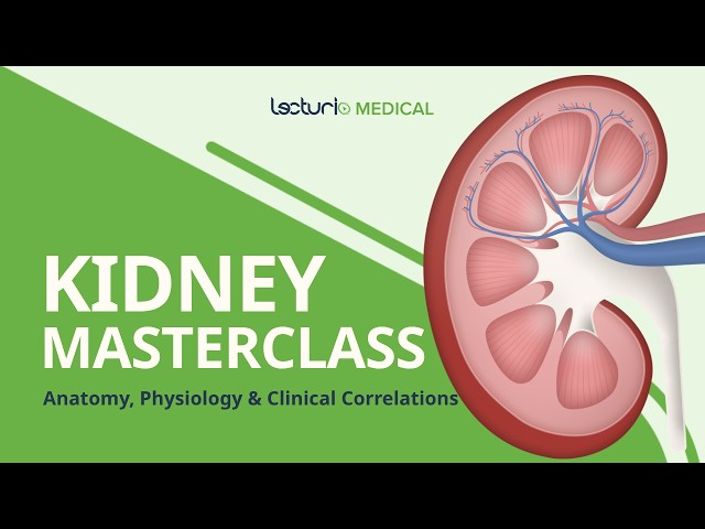 Learn the Kidney | Medical School Crash Course