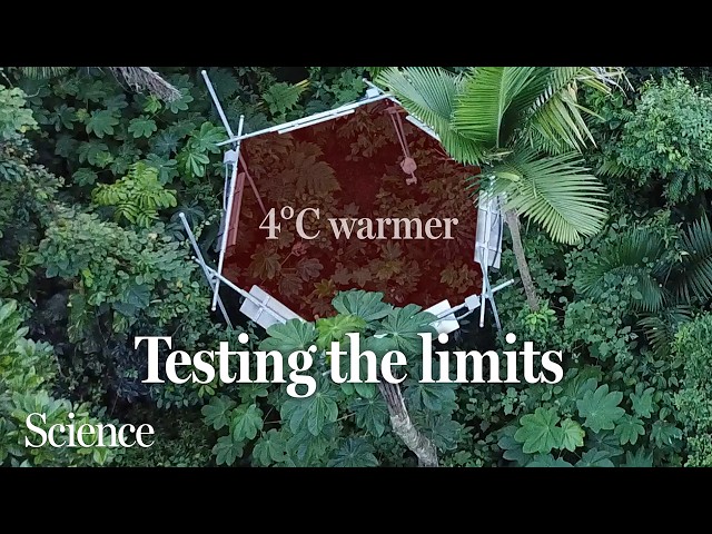 Can tropical forests keep up as the planet warms?