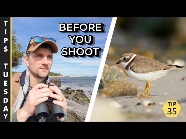 3 Things I Look For Before Photographing Wildlife | Tips Tuesday 35