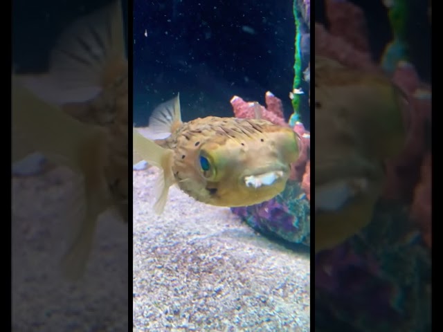 CUTE PUFFER FISH EATING FUNNY #shorts