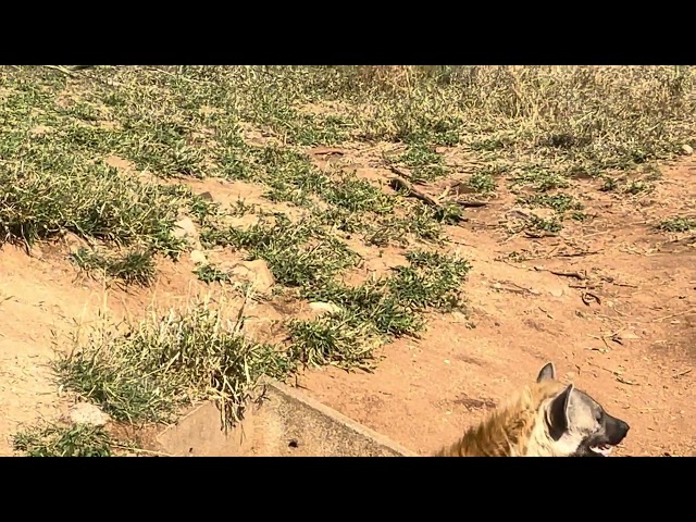 Hyena on the move.