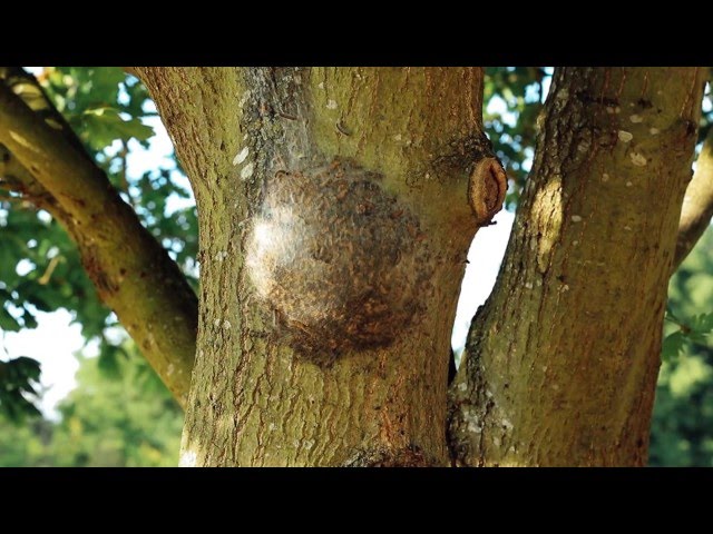 How to identify Oak Processionary Moth in woodlands, parks and gardens