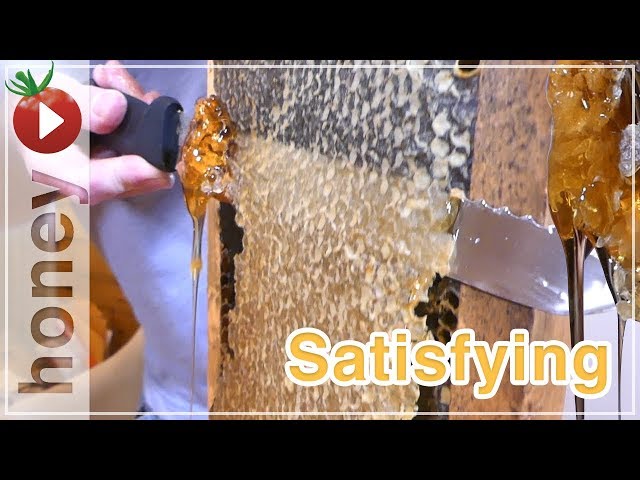 Honey Harvest - SOOTHING SATISFYING with no talk