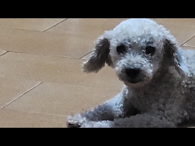 Cachorrinhos Shih-tzu e poodle