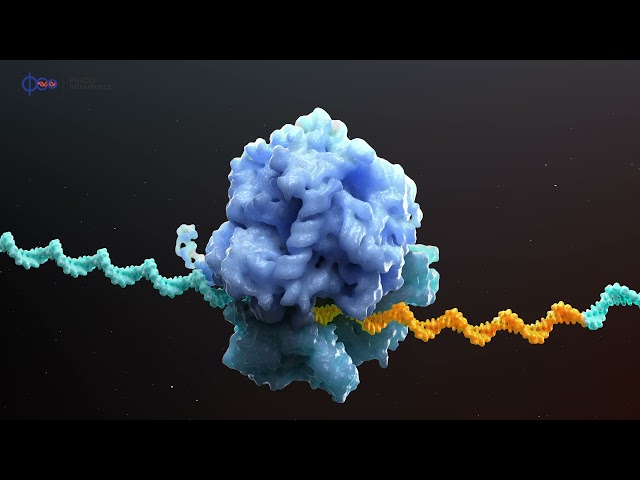 How does SASPject kill bacteria and why is SASP resistant to resistance?