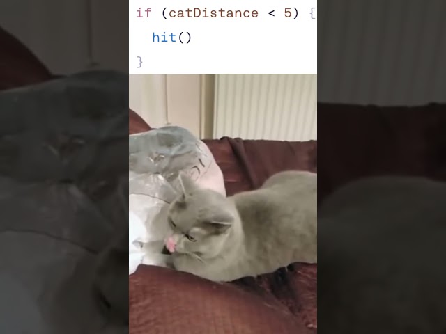 that slap was personal 💀 #javascript #code #cat
