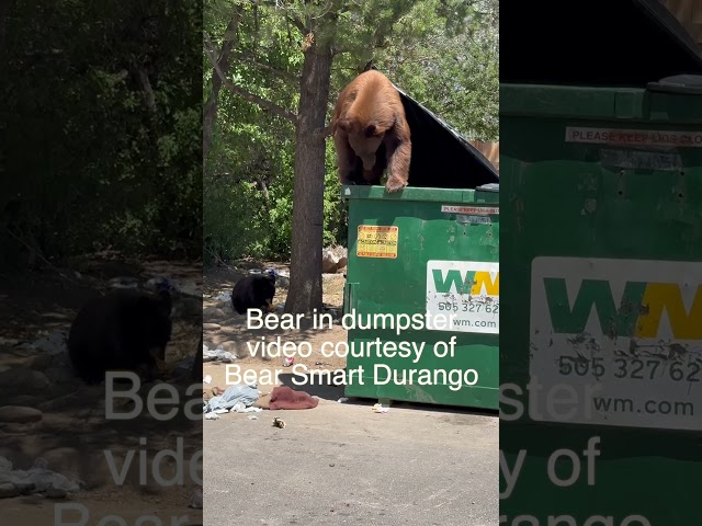 Bear in dumpster