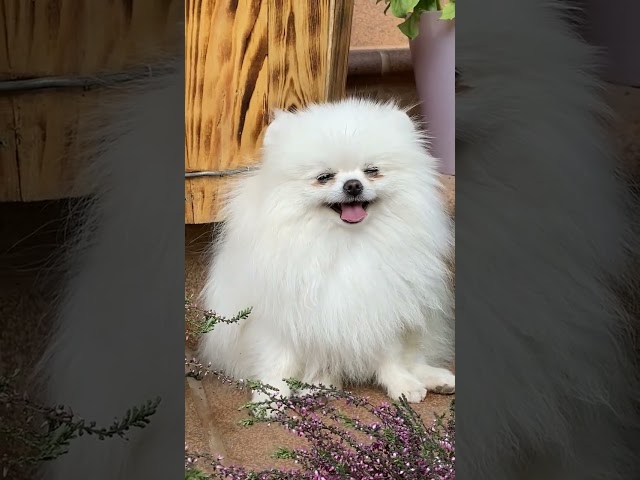 cute dog 😍 #viral #shorts #dog #trending