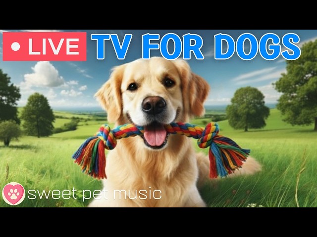 🔴24 Hours of Dog TV🎵🐶Calming Music for Dog Sleep🐾🩷Soothing Dog Music for Anti Stress and Anxiety