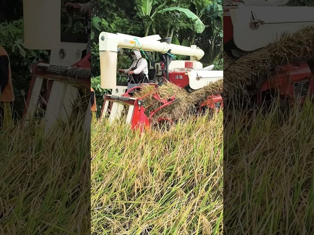 COMBINE HARVESTER WORLD eps 84 #kombisawah #combineharvester #automobile