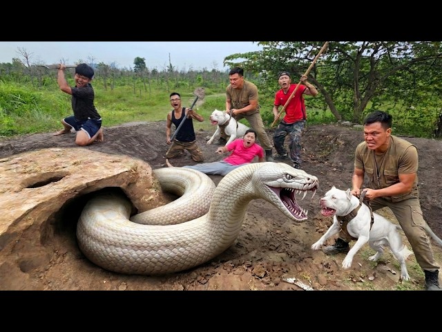 Expert Bravely Digs Up and Captures a Giant White Python