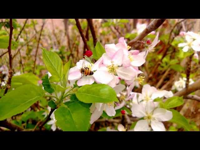 Bees & Apple Tree Flowers - Nokia Lumia 920 1080P Video (PC Upload)