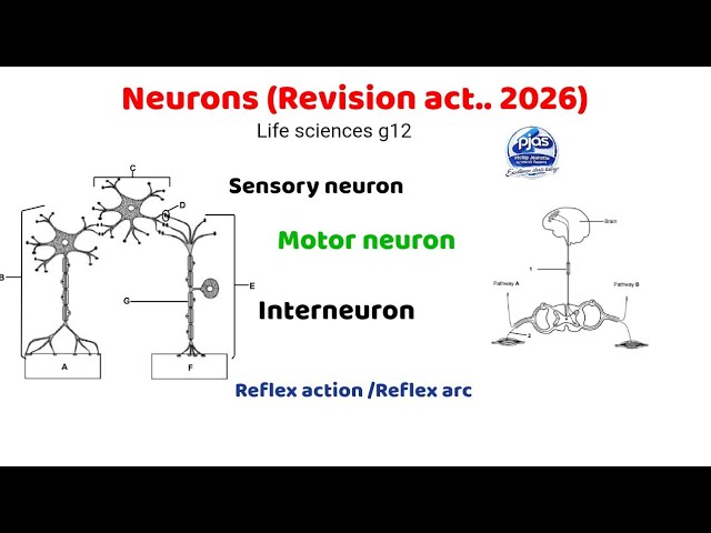 How deal with neurons (Rev)