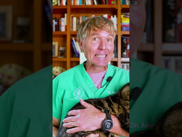 Is Vaseline (Petroleum Jelly) Safe for Dogs and Cats? #vaseline #petsafe #petroleumjelly