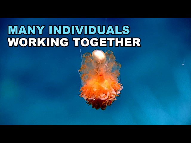 A Rare Encounter With a Swimming Dandelion Siphonophore | Deep Sea Documentary