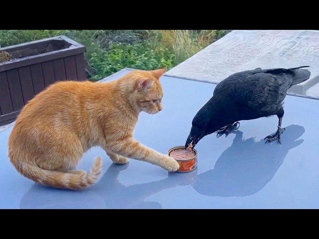 When Cats Find Their Best Friends and Help Each Other in Unexpected Ways! ❤️