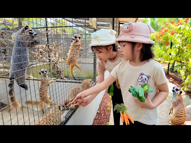 Seru Banget Kasih Makan Meerkat, Binturong dan Burung Mandar Besar