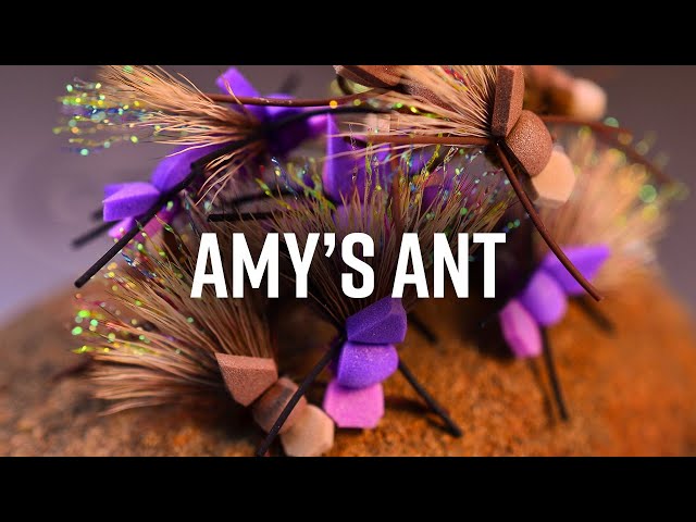 Amy's Ant