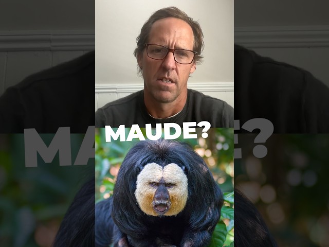Nat Faxon introduces us to Maude. #wildlife #animals #primates #naturepbs #monkey