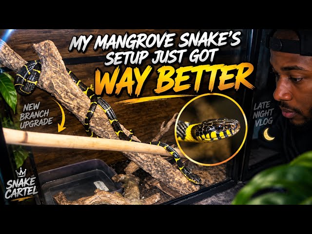 My Mangrove Snake’s Setup Just Got WAY Better 