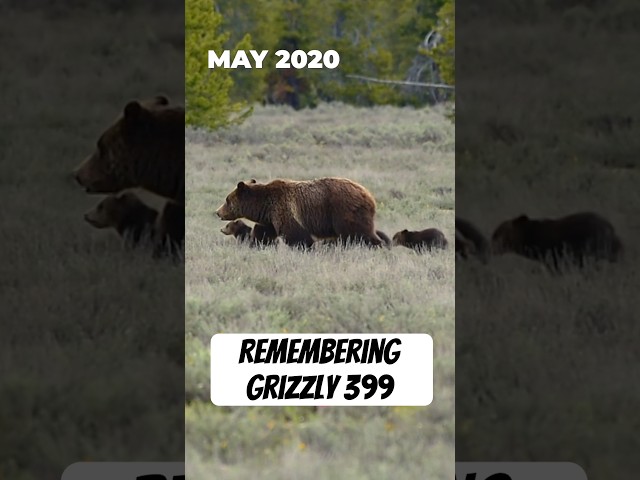 Remembering Grizzly 399, who sadly passed in October 2024. #naturepbs #bear #wildlife #grandtetons