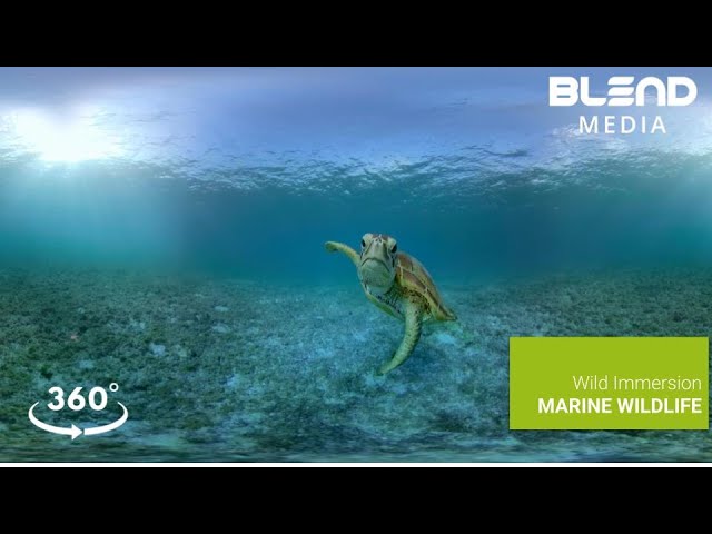 Wild Immersion: Marine Wildlife - Teaser