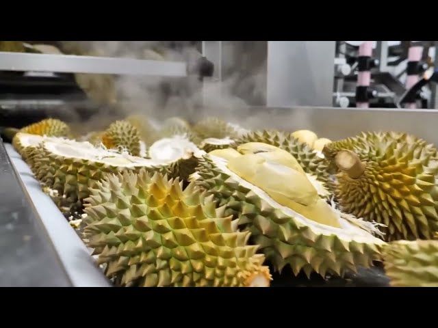 Inside a Modern Durian Peel Recycling Factory | Manufacturing Process