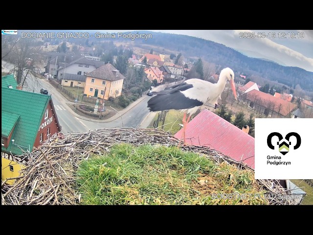 Bocianie Gniazdo Podgórzyn - Kamera na żywo - Live 2026